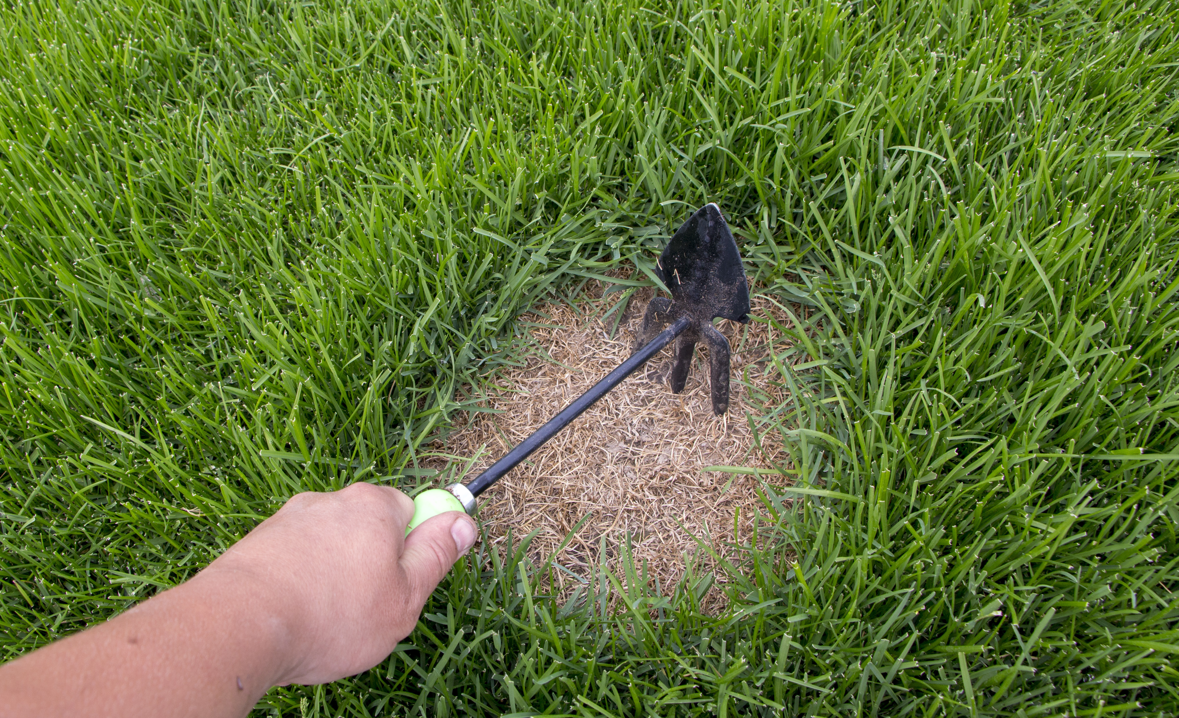 Overseeding Repairing Lawn, Lawn Maintenance