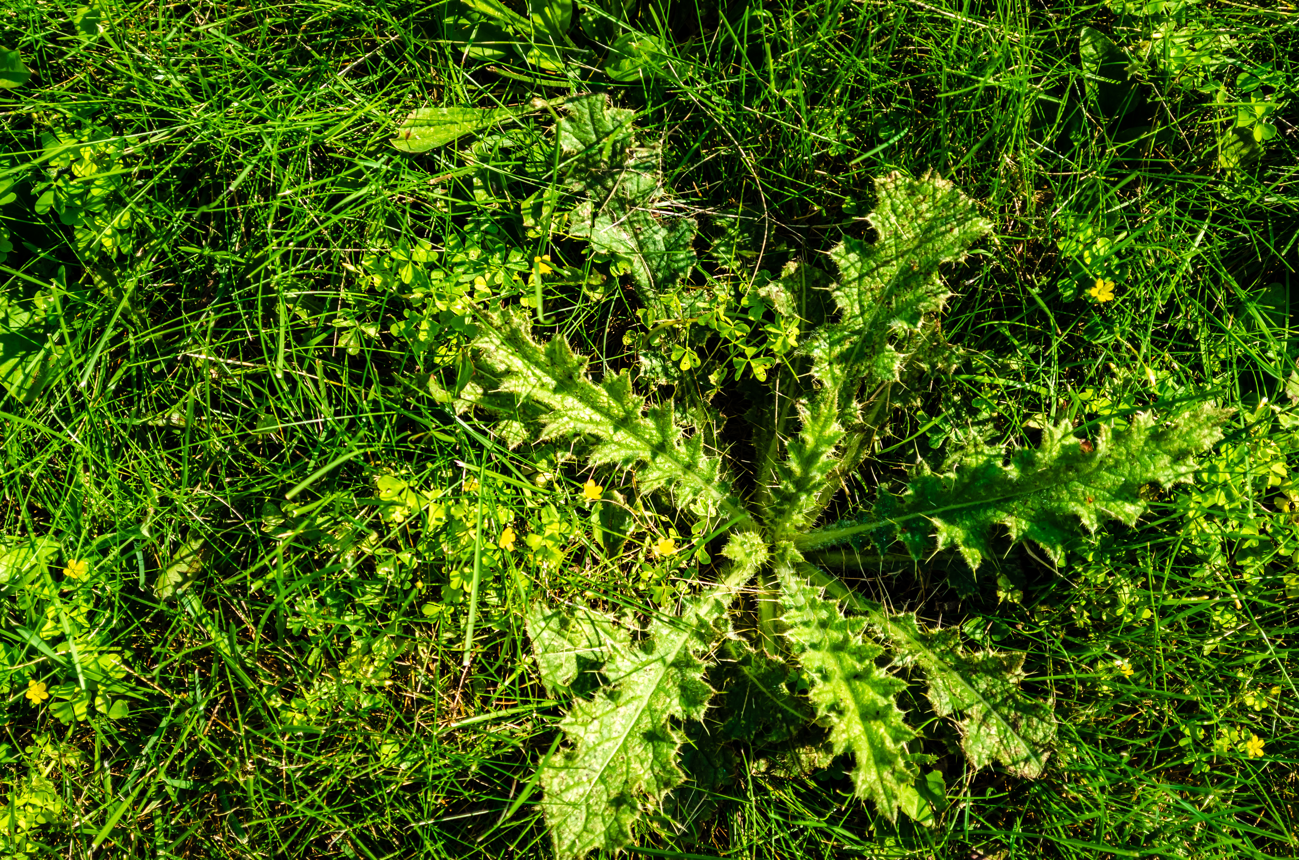 Post Emergence Weed Control