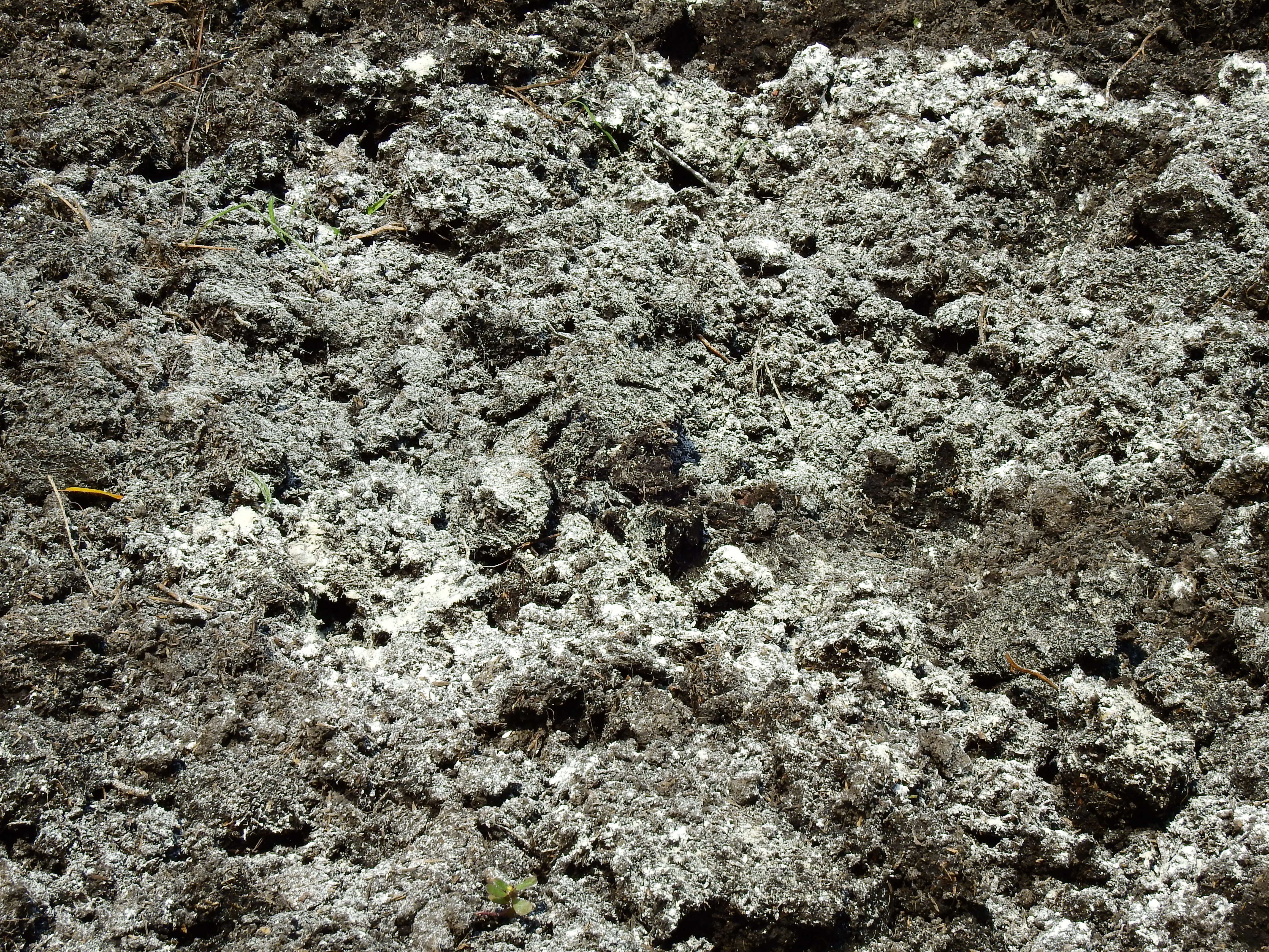 powder of lime to adjust the acid level in soil